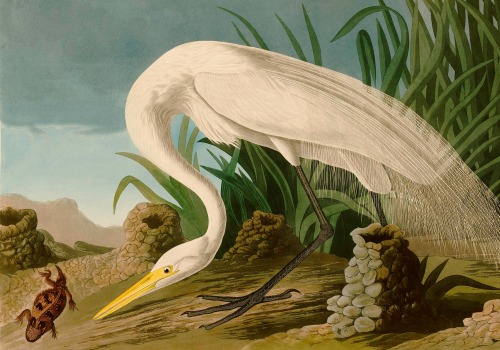 How did the audubon society begin?