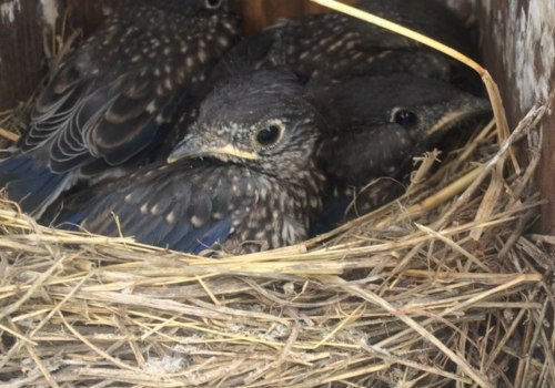 What types of grants does the audubon society provide for conservation projects?