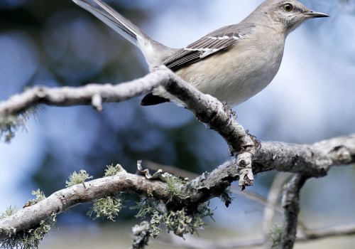 How does the audubon bird count work?