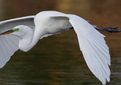 How effective is the audubon society?