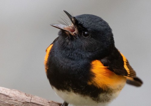 What are some of the challenges faced by conservationists working with the audubon society?