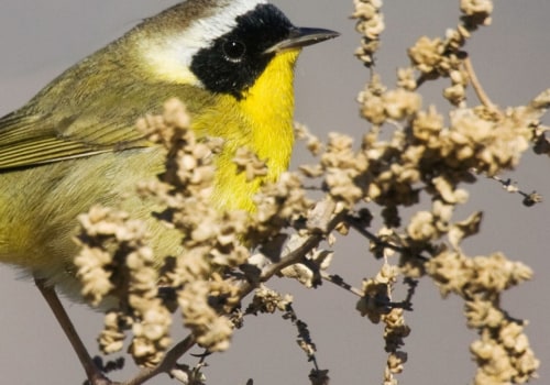 How has citizen science been used to help protect birds and their habitats through initiatives by or in partnership with the audubon society?