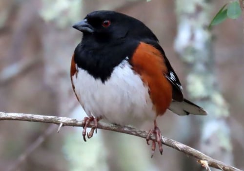 What are some of the research projects conducted by the audubon society?