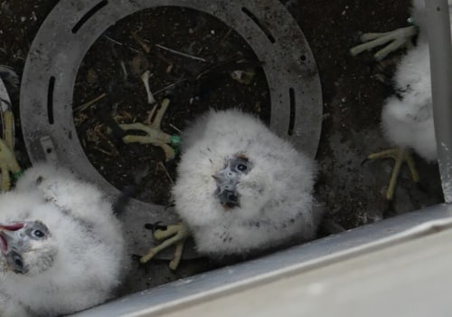 What are some of the success stories from conservation efforts by the audubon society?