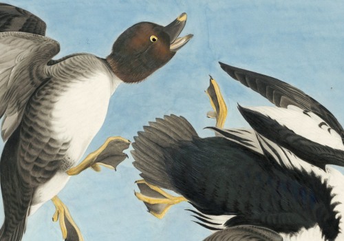 What is audubon society history?