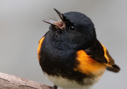 How has data collected through initiatives by or in partnership with the audubon society been used to inform conservation efforts?