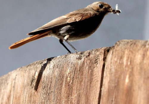What are some of the ways that people can help protect birds and their habitats?