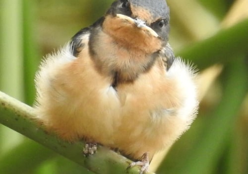 How can i support conservation efforts by donating to or volunteering with the audubon society?
